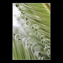 Palm Curls posters