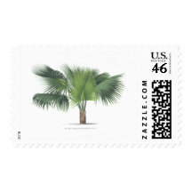 palm drawing VII Stamp