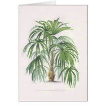 Palm drawings Collection cards