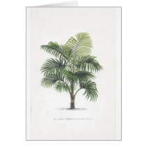 Palm drawings Collection cards