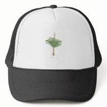 Palm drawings Collection hats