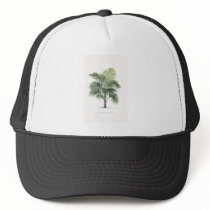 Palm drawings Collection hats