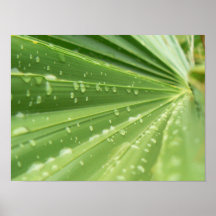 Palm Frond Posters