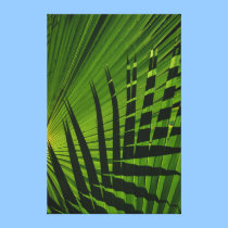 Palm Frond Print on Canvas canvas prints