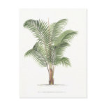 Palm illustration Collection I Postcard