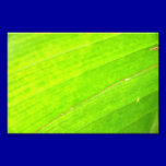 PALM LEAF 1618 LIGHT NEON GREEN NATURE VEGETATION photography