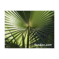 Palm Leaf postcards by tandao Palm Leaf postcards
