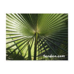 Palm Leaf Post Card