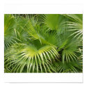 Palm Leaves posters by cindy_k Palm Leaves posters