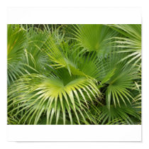Palm Leaves posters