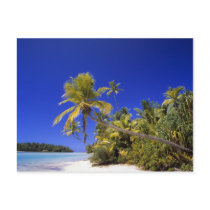 Palm lined beach Cook Islands 7 Postcards
