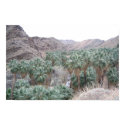 Palm Oasis posters