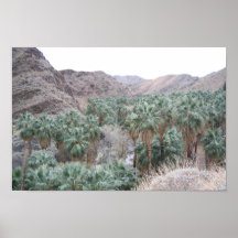Palm Oasis Posters
