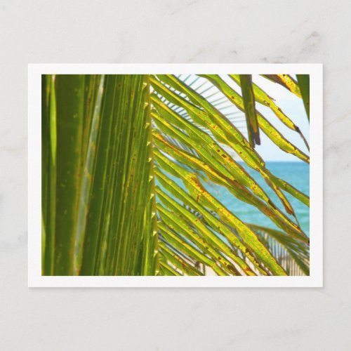 Palm & Ocean Postcard - style 2 postcard