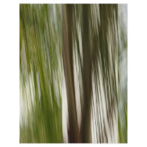 Palm Rain flyers by Debrene Palm Rain flyers