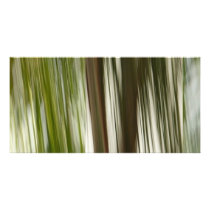 Palm Rain photo cards by Debrene Palm Rain photo cards