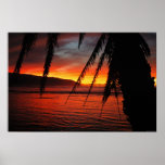 Palm Sunset Poster