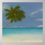 Palm Tree 2 Poster