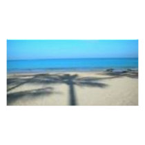 Palm tree and beach photo cards