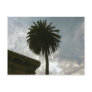 palm tree and clouds