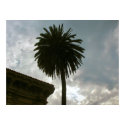 palm tree and clouds posters