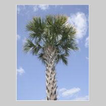 Palm Tree Anywhere USA postcards