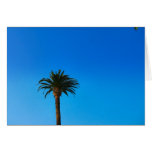 palm tree