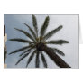 Palm Tree