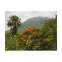 Palm Tree, Flamboyant Tree, Caribbean Volcano Peak postcard