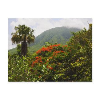 Palm Tree, Flamboyant Tree, Caribbean Volcano Peak postcard
