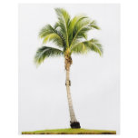 Palm tree flyers