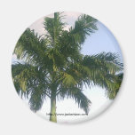 Palm Tree Fridge Magnet