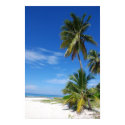Palm tree, Grand Cayman, Canvas print by kookaburraphoto Palm tree, Grand Cayman, Canvas print