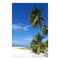 Palm tree, Grand Cayman, Canvas print by kookaburraphoto Palm tree, Grand Cayman, Canvas print