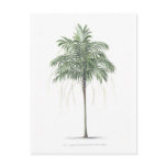 Palm tree illustration Collection Post Card