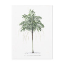 Palm tree illustration Collection postcards by palmimages Palm tree illustration Collection postcards