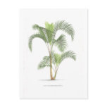 Palm tree illustration collection post card