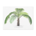 Palm tree illustration III Collection Postcard