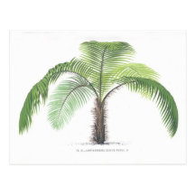 Palm tree illustration III Collection Postcard