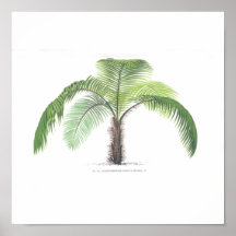 Palm tree illustration III Collection Posters