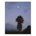 Palm Tree in the Moonlight posters