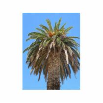 Palm Tree In The Summer photo sculptures