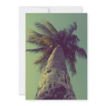 Palm Tree Announcements