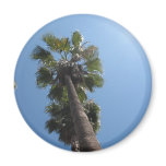Palm Tree Magnet magnets