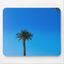 Palm Tree