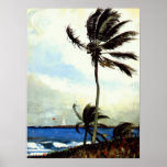 'Palm Tree-Nassau' Print