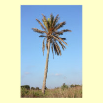 Palm tree on blue sky posters