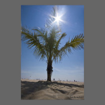 Palm Tree, Photo By: Joe Dantone posters