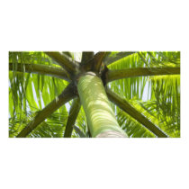 Palm tree customized photo card