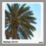 palm tree photograph wall skins